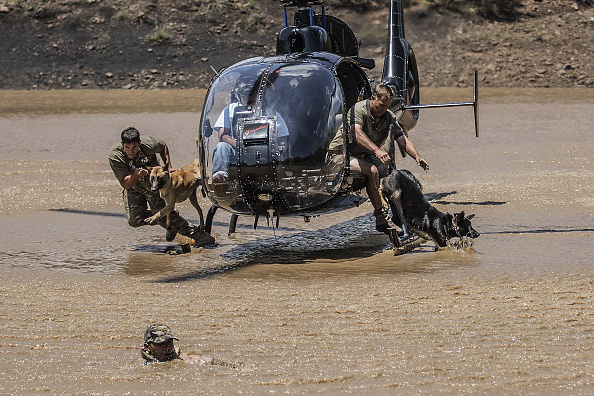 Perros paracaidistas atrapan a cazadores furtivos en Sudáfrica